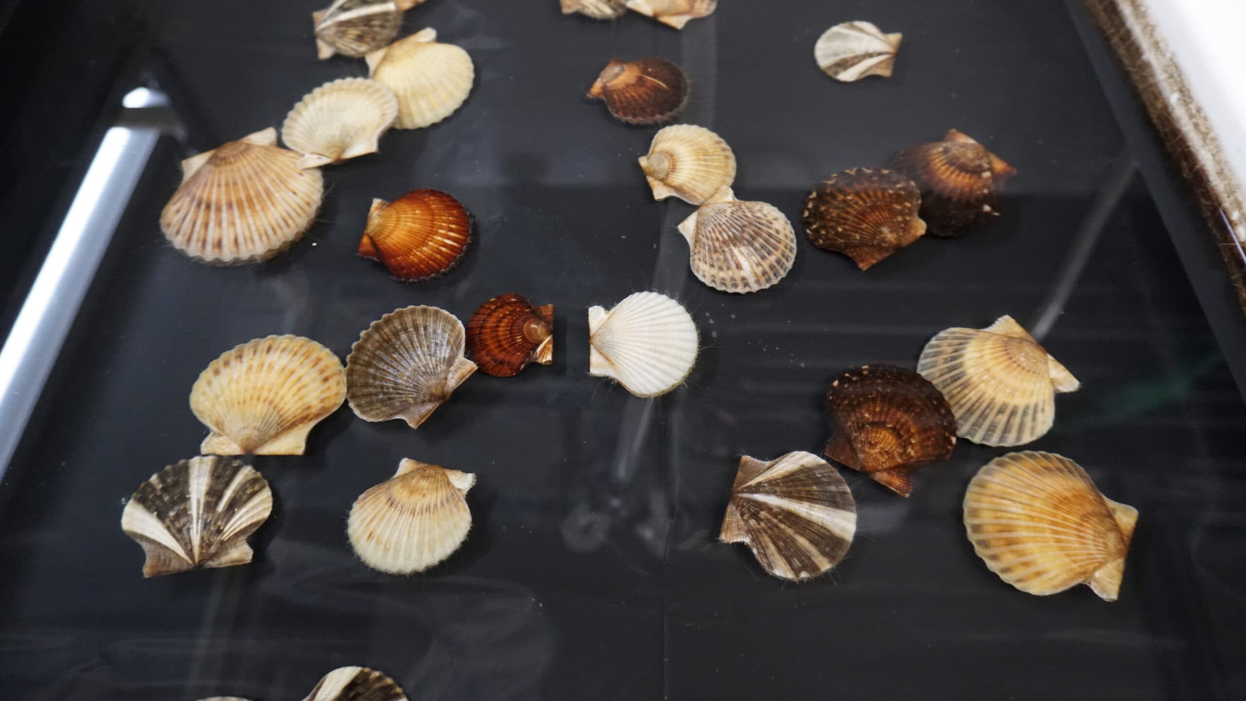 Kristen Jabanoski/Atlantic Sea Scallops image