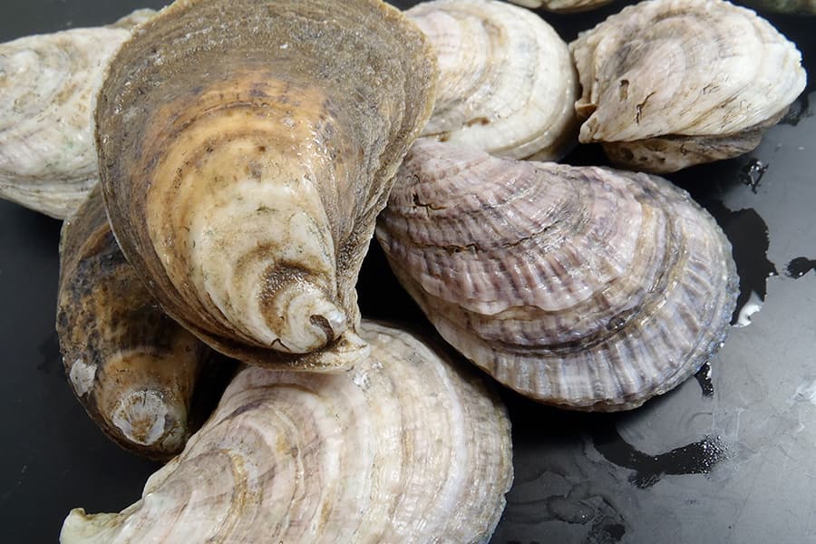 NOAA Fisheries/Eastern Oyster image