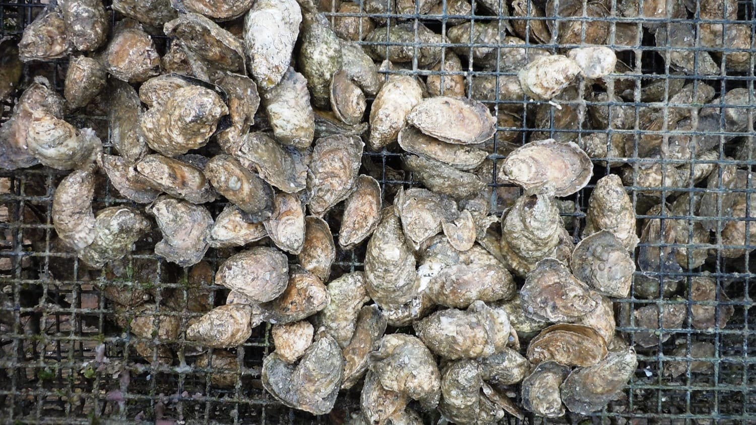 Mark Dixon NOAA Fisheries/Oysters image