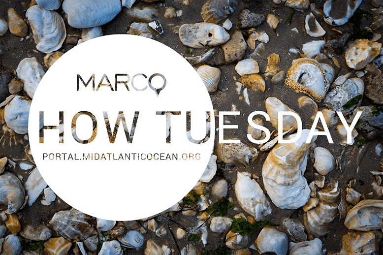 Text in a circle reading "MARCO How Tuesday" over a photo of shells on a beach.