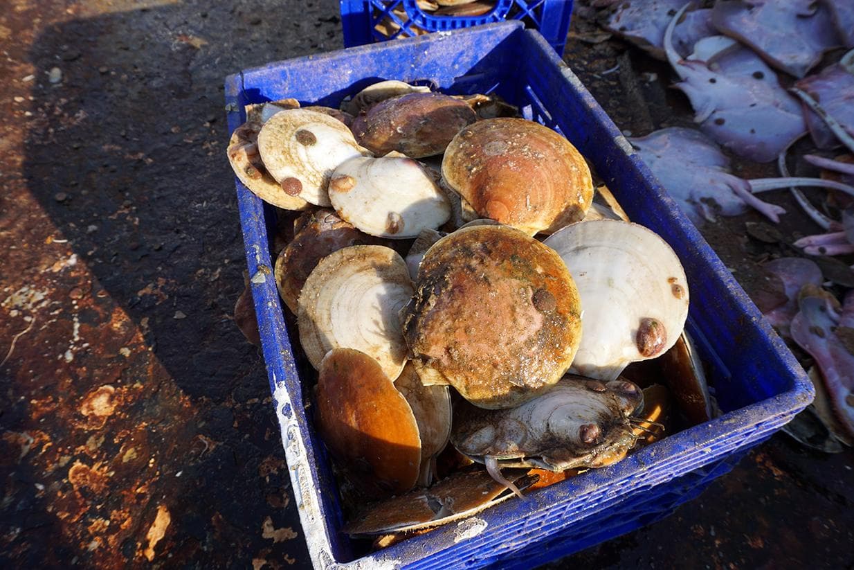 A crate on a fishing vessel deck filled with scallops
